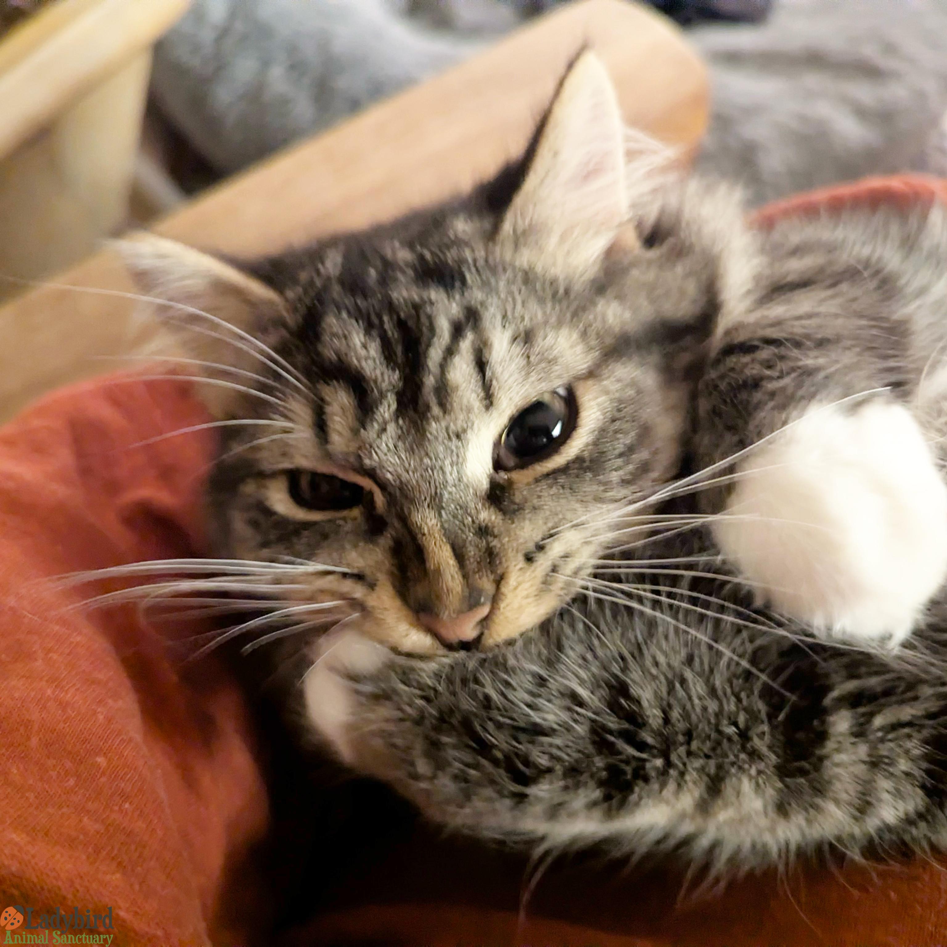 Pignut, an adopted mixed breed in Hamilton, ON image 5/5