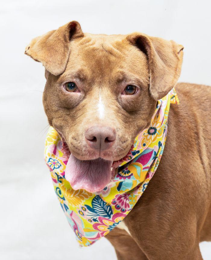 Scarlet, Young Female Terrier