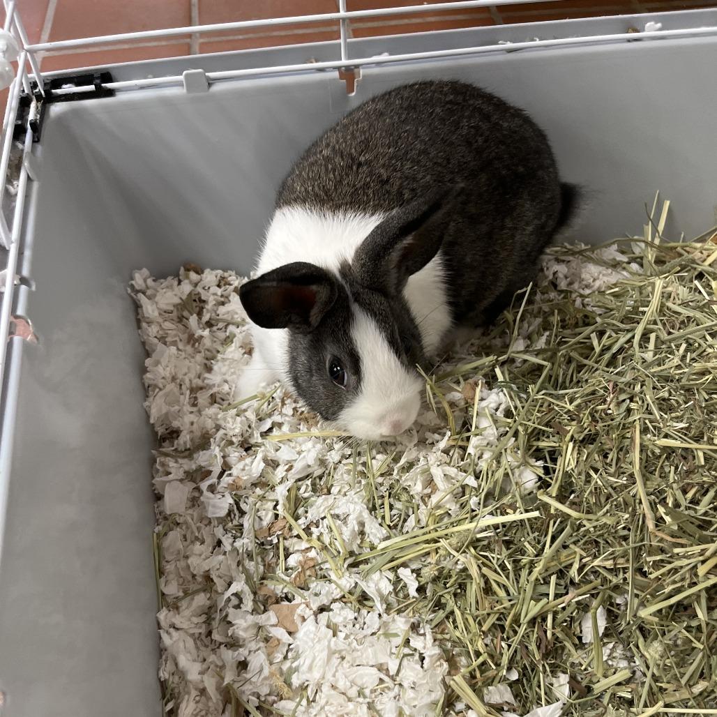 Ensley, a Adoptable Bunny Rabbit in Conshohocken, PA image 1/6