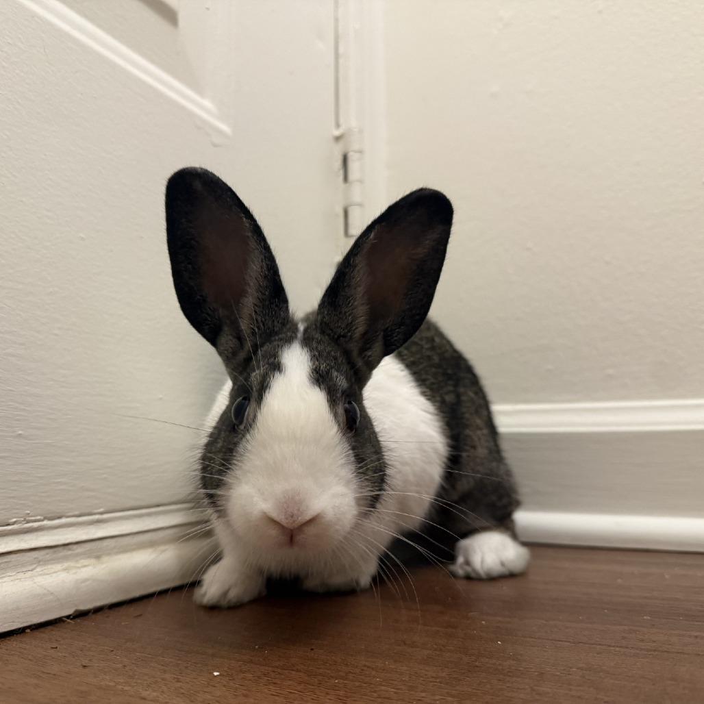 Ensley, a Adoptable Bunny Rabbit in Conshohocken, PA image 2/6