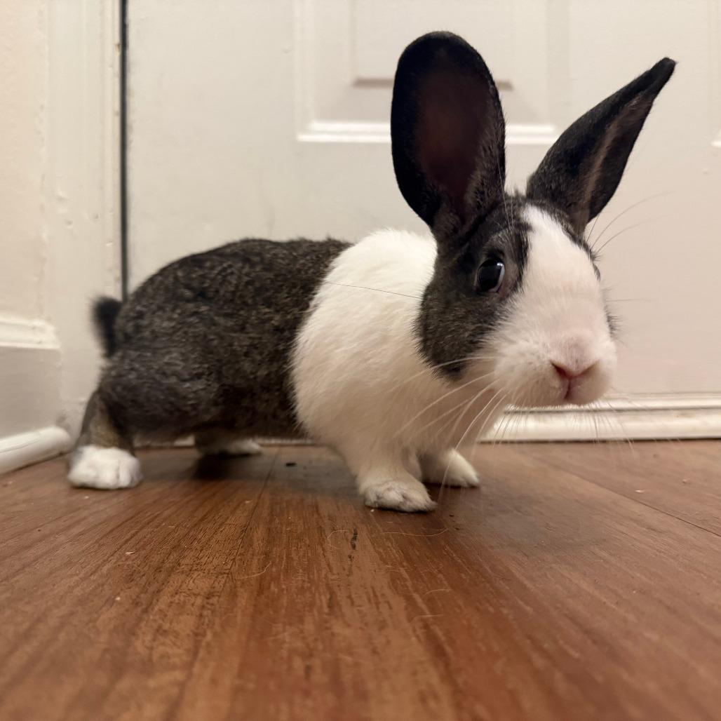 Ensley, a Adoptable Bunny Rabbit in Conshohocken, PA image 3/6