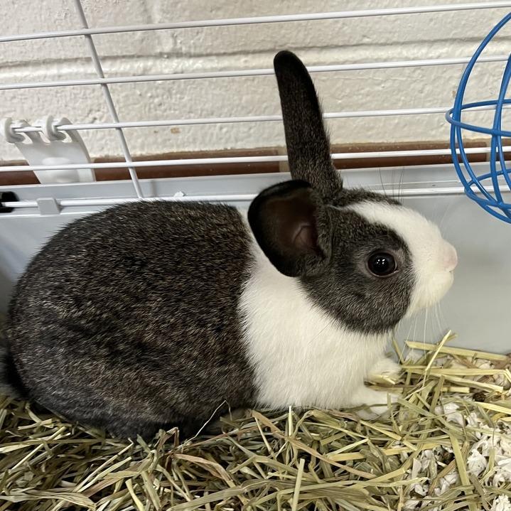 Ensley, a Adoptable Bunny Rabbit in Conshohocken, PA image 4/6