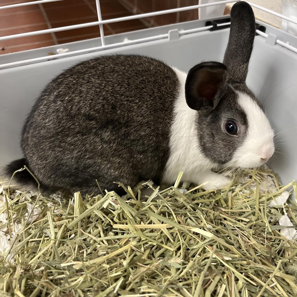 Ensley, a Adoptable Bunny Rabbit in Conshohocken, PA image 5/6