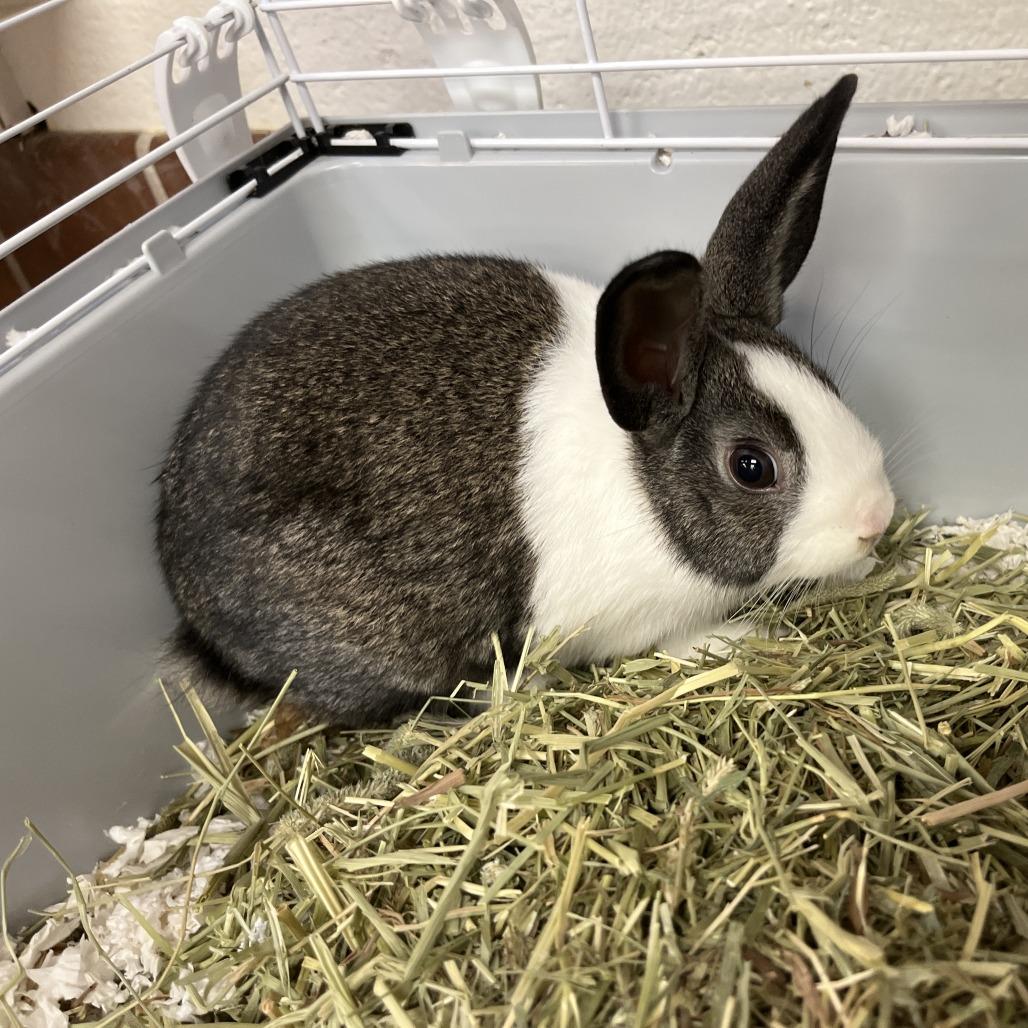 Ensley, a Adoptable Bunny Rabbit in Conshohocken, PA image 6/6