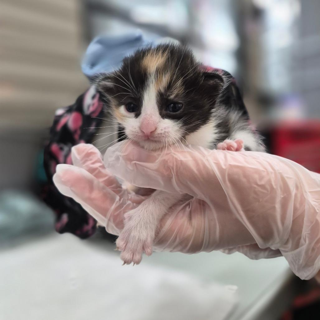 Caitlin, Adoptable, Kitten Female Domestic Short Hair.