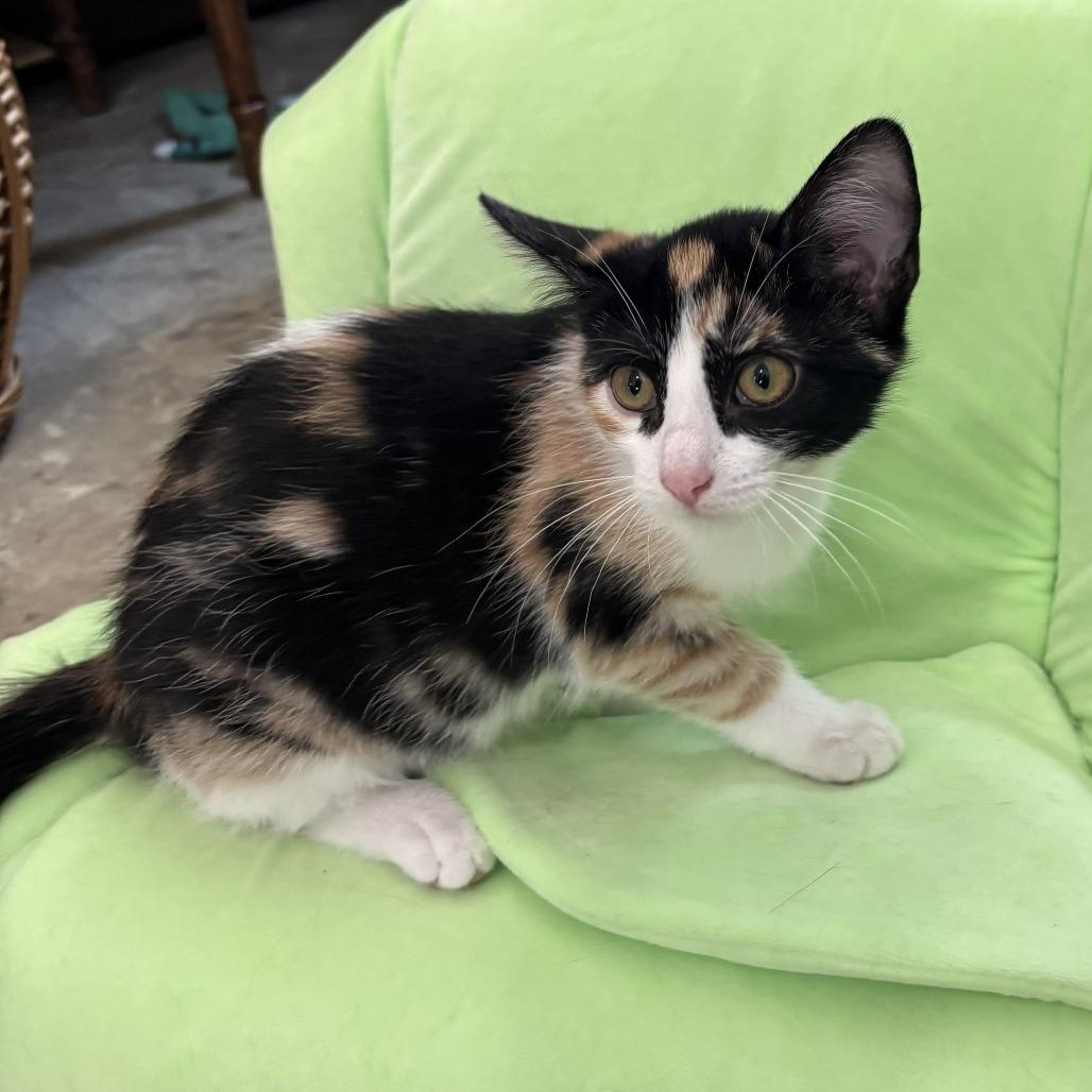 Enlarge Caitlin, a Adoptable Domestic Short Hair in Bismarck, ND image 2/2