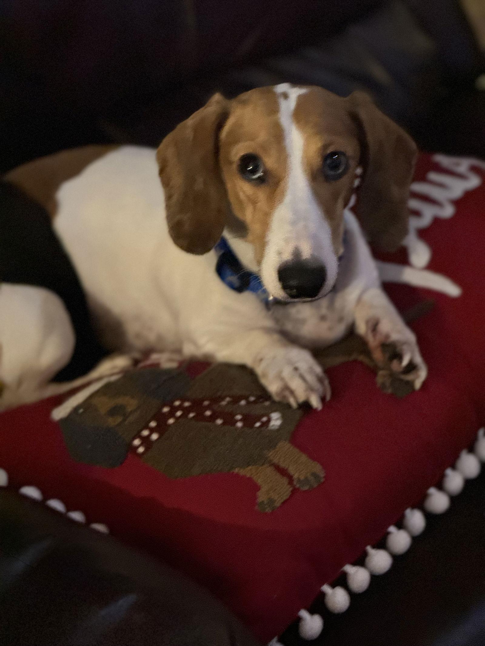 Enlarge Peanut, a Adoptable Dachshund in Sioux Falls, SD image 1/1