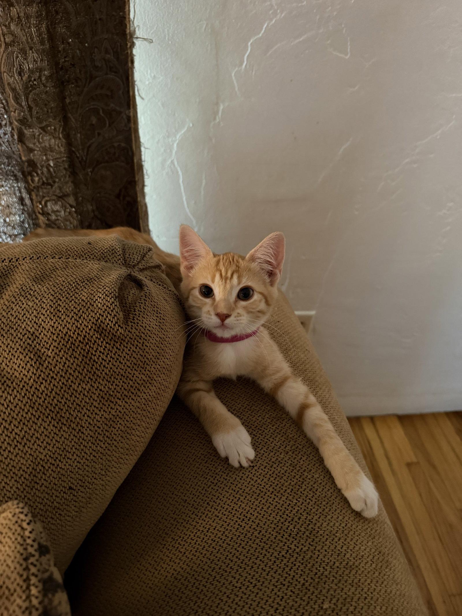 Enlarge Rachel ( EE), a Adoptable Tabby in Vallejo, CA image 3/3