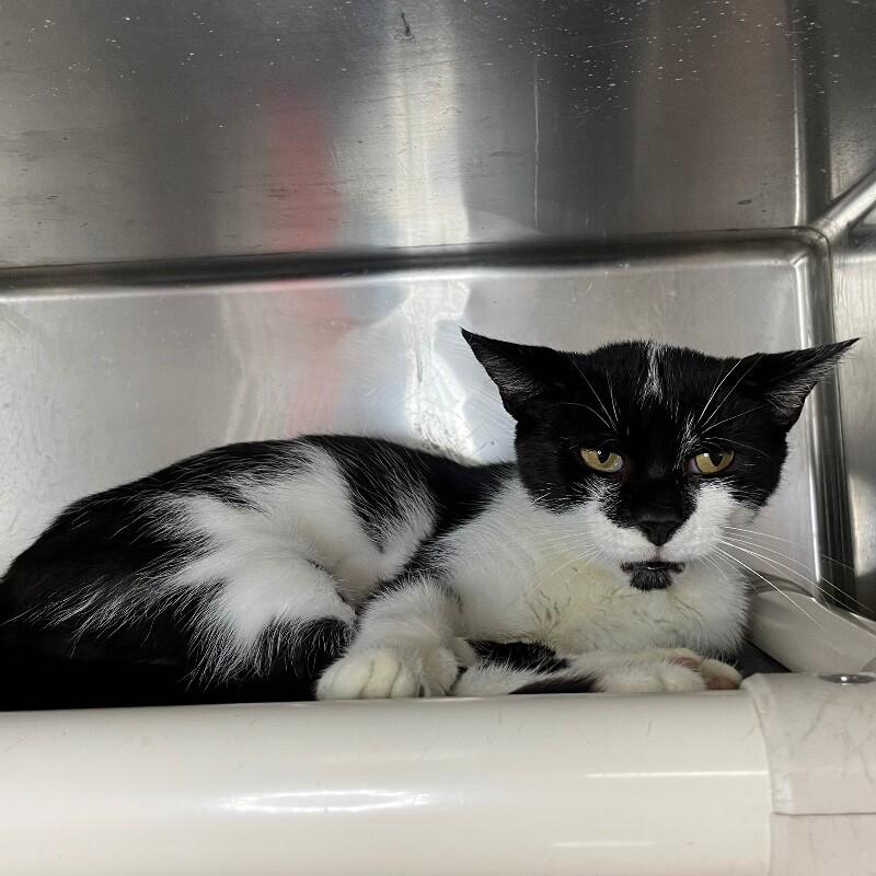 Riley, Adoptable, Adult Female Domestic Short Hair.