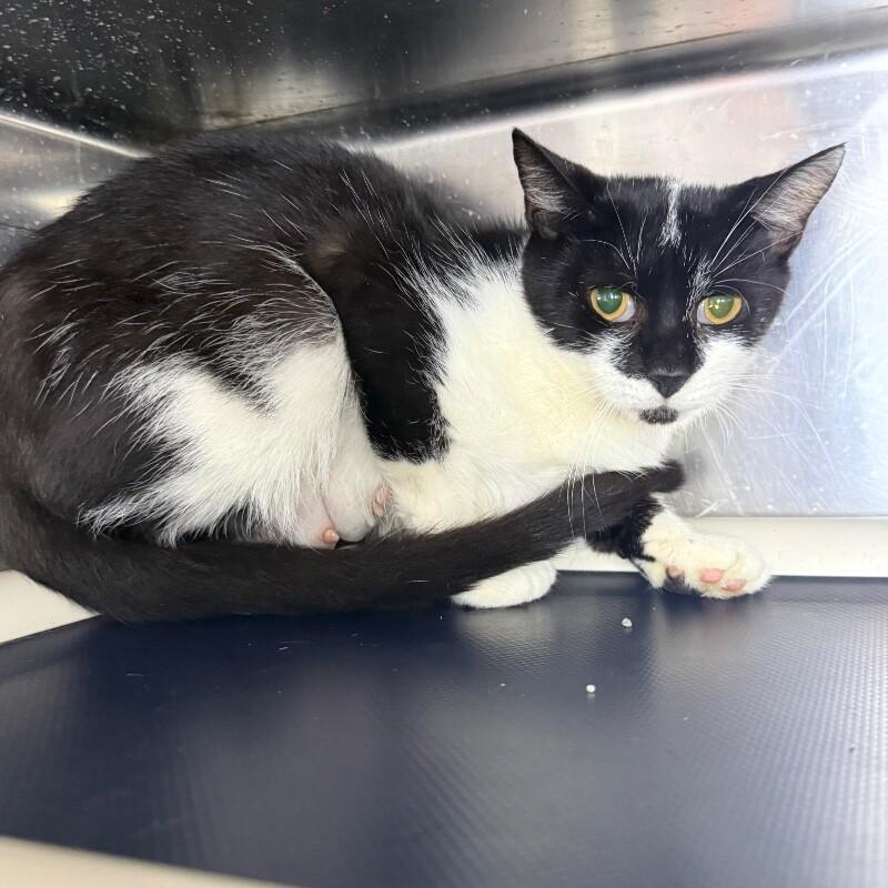 Riley, a Adoptable Domestic Short Hair in Roanoke, VA image 2/2