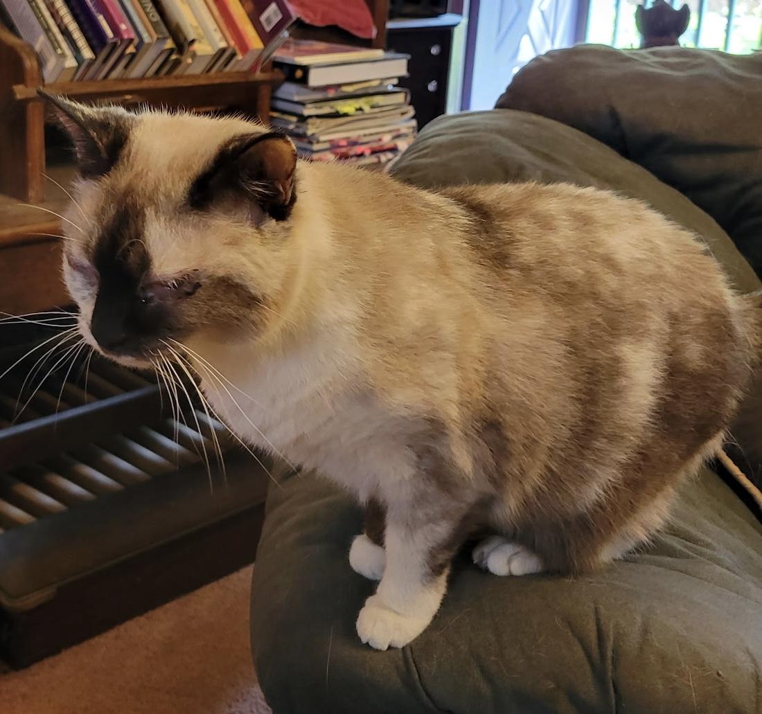 Izzy, a ADOPTABLE Siamese in Export, PA image 4/6