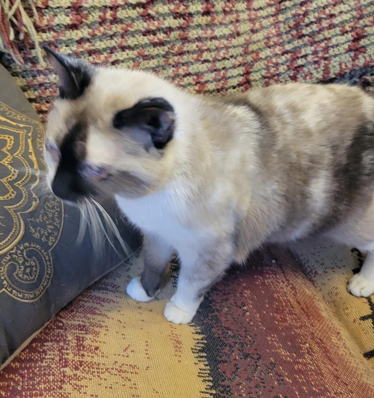 Izzy, a ADOPTABLE Siamese in Export, PA image 2/6