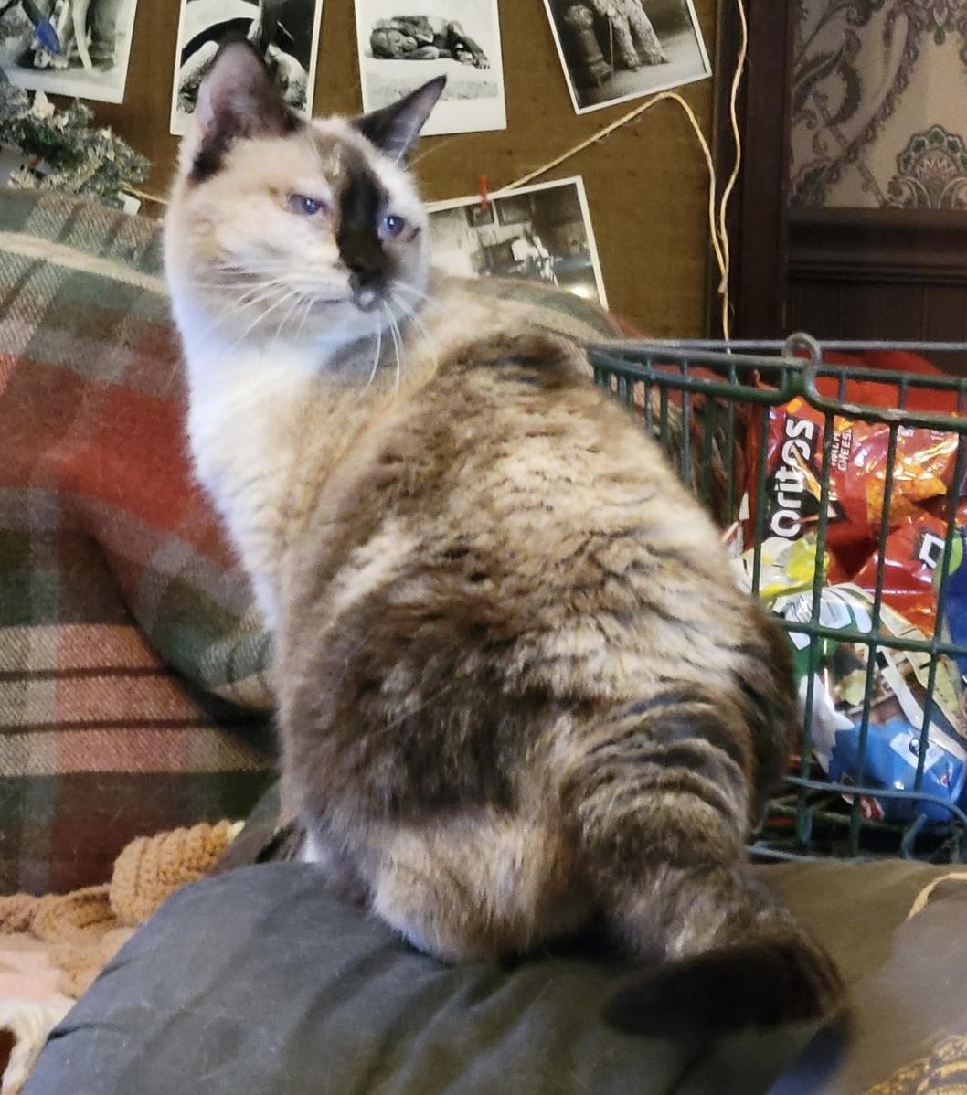 Izzy, a ADOPTABLE Siamese in Export, PA image 5/6