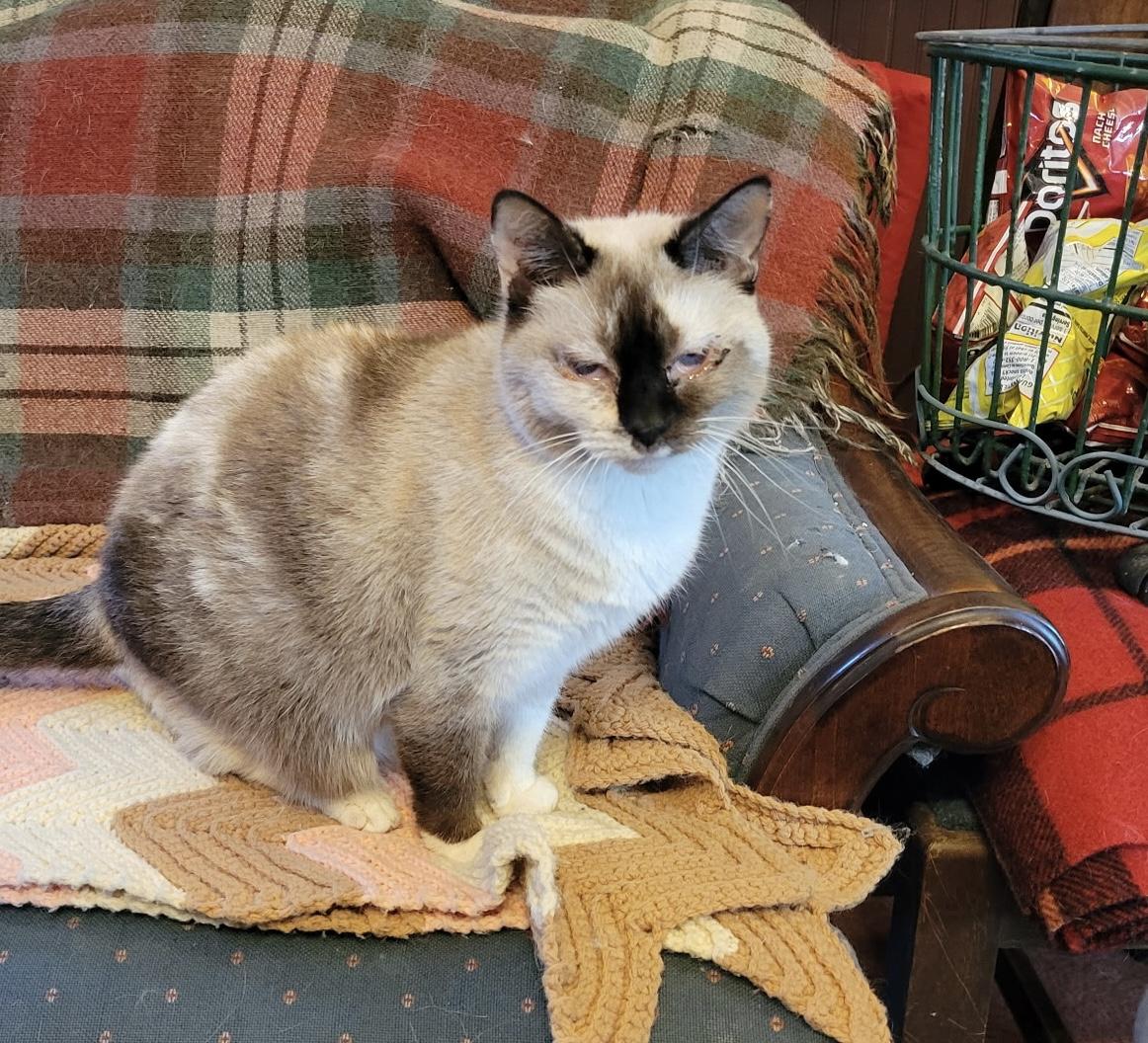Izzy, a ADOPTABLE Siamese in Export, PA image 6/6