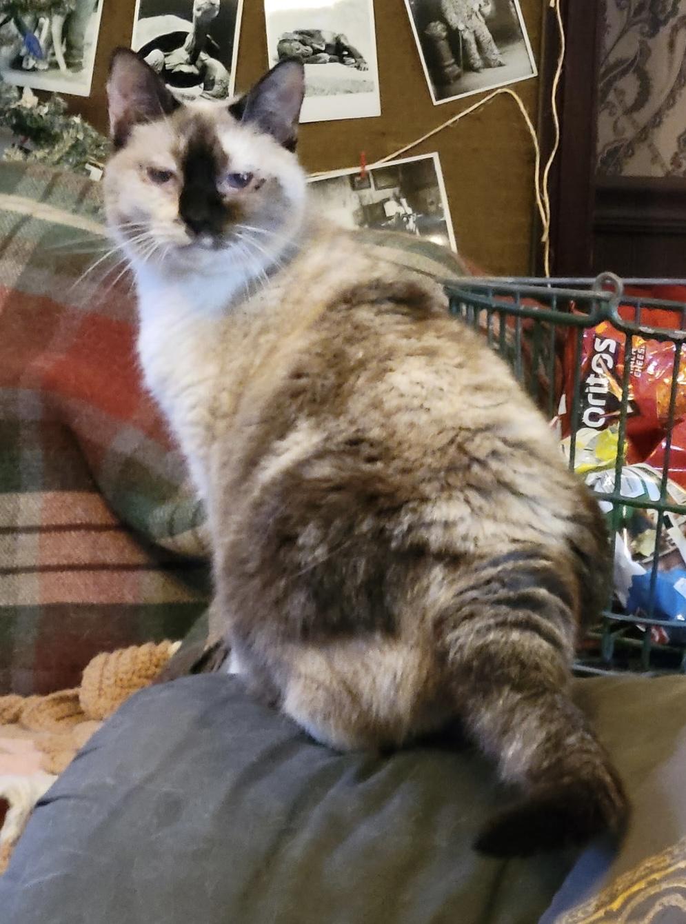 Izzy, ADOPTABLE, Adult Female Siamese.