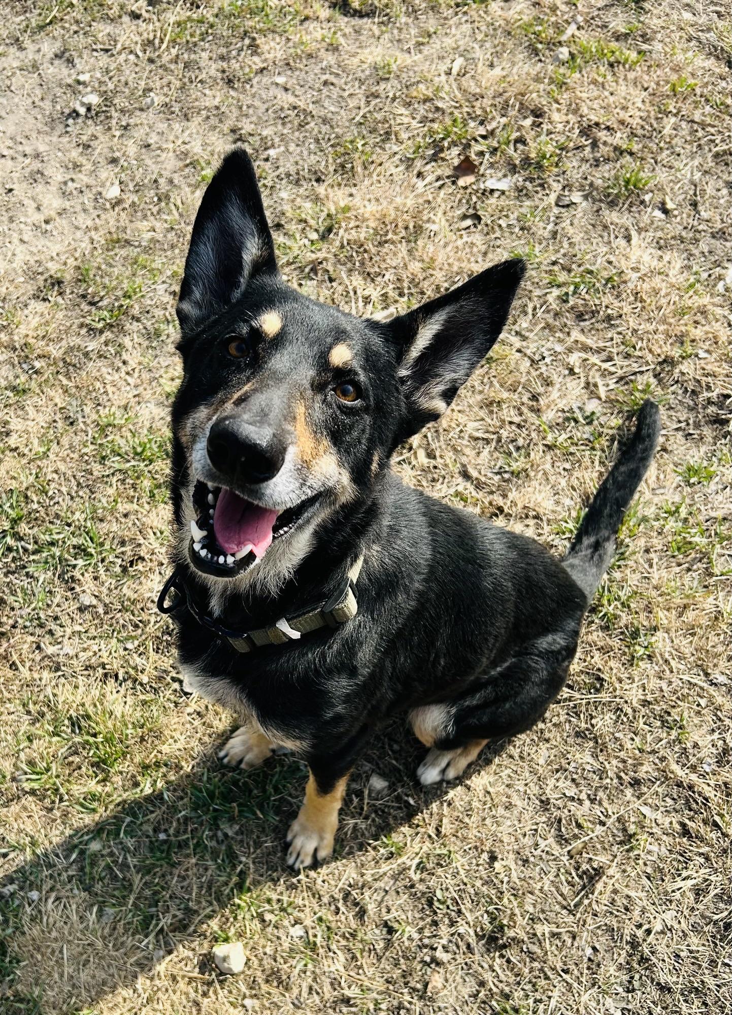 Eagle, ADOPTABLE, Adult Female German Shepherd Dog.