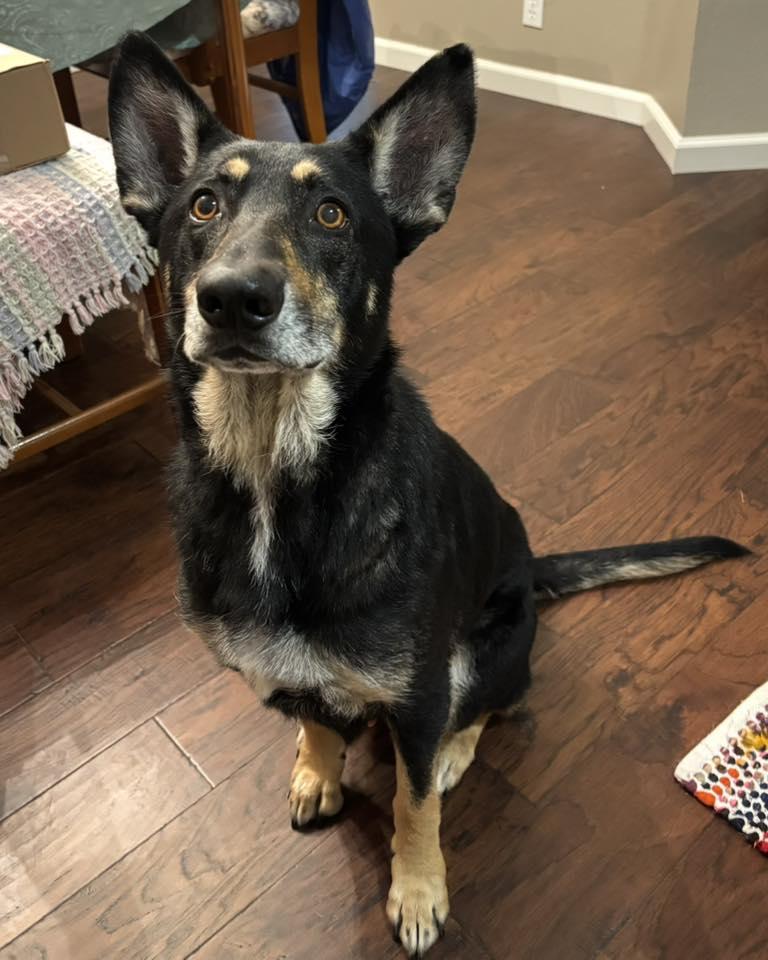 Eagle, ADOPTABLE, Adult Female German Shepherd Dog.