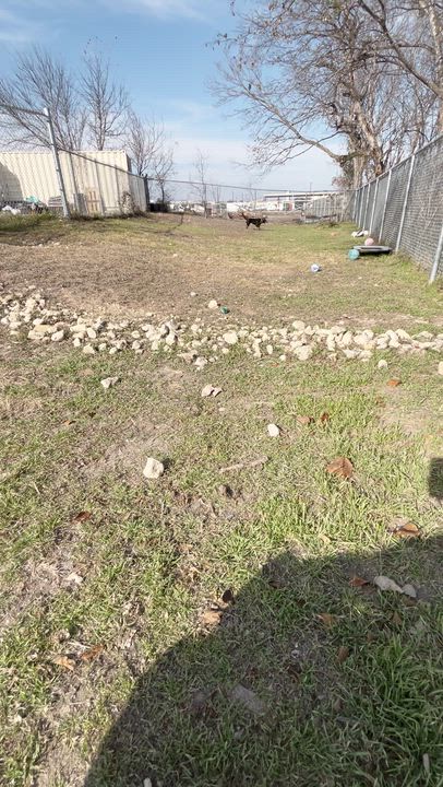 Enlarge Eagle, a ADOPTABLE mixed breed in Cibolo, TX video 2/2