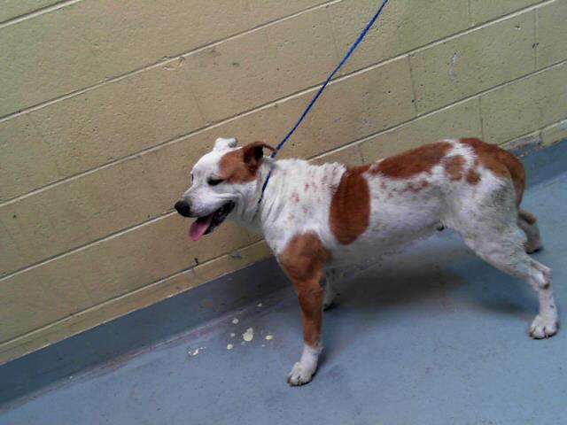 BURRITO, Adoptable, Adult Male Pit Bull Terrier & Mixed Breed.