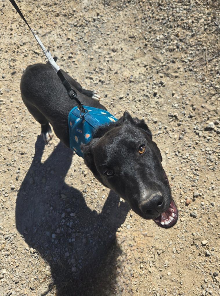 Bobby, a Adoptable mixed breed in Junction, TX image 1/4