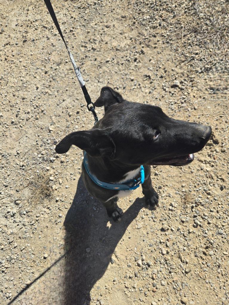 Bobby, a Adoptable mixed breed in Junction, TX image 2/4