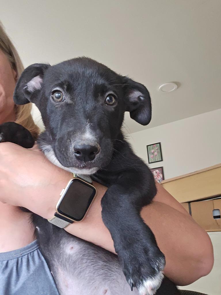 Enlarge Bobby, a Adoptable mixed breed in Junction, TX image 2/4