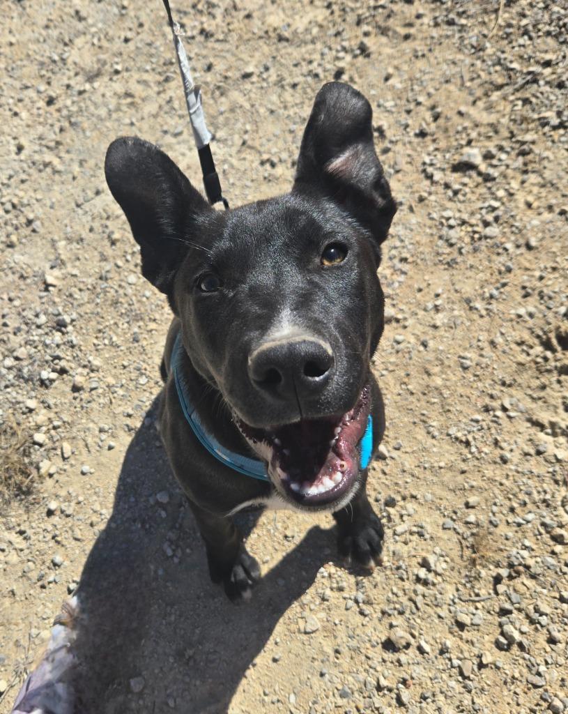 Bobby, a Adoptable mixed breed in Junction, TX image 3/4
