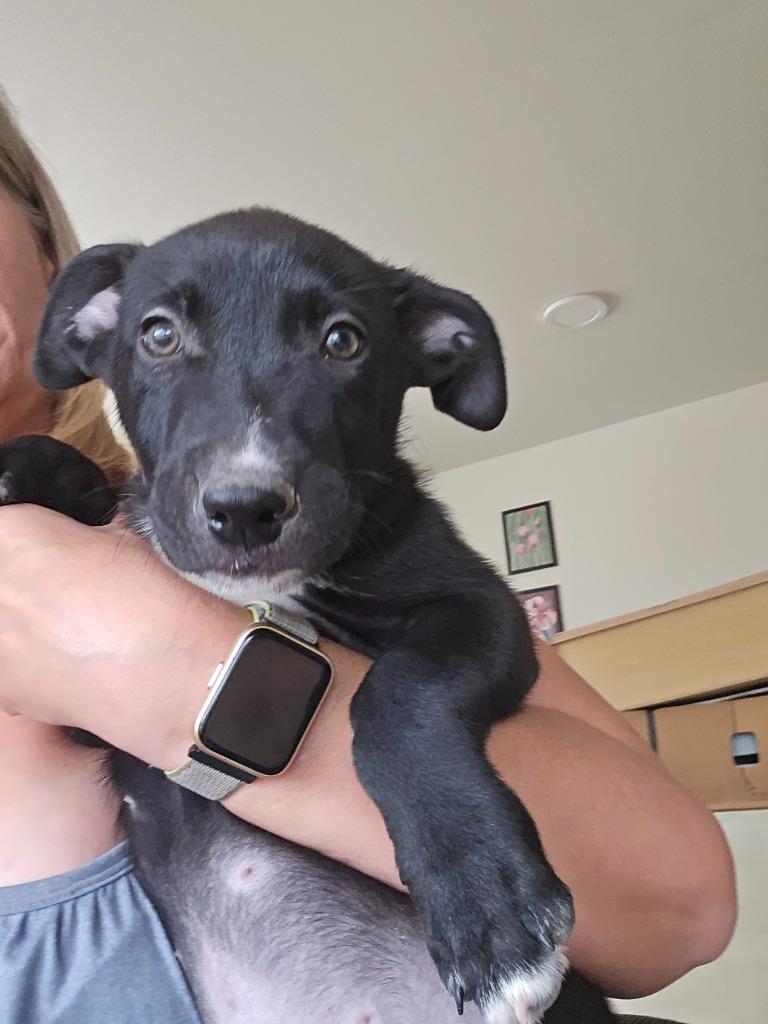 Enlarge Bobby, a Adoptable mixed breed in Junction, TX image 2/4