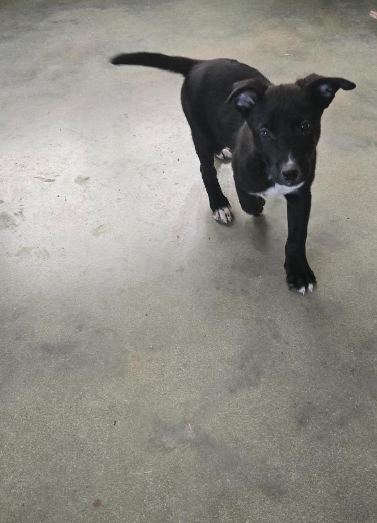 Enlarge Bobby, a Adoptable mixed breed in Junction, TX image 4/4