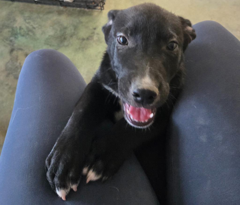 Enlarge Bobby, a Adoptable mixed breed in Junction, TX image 4/4