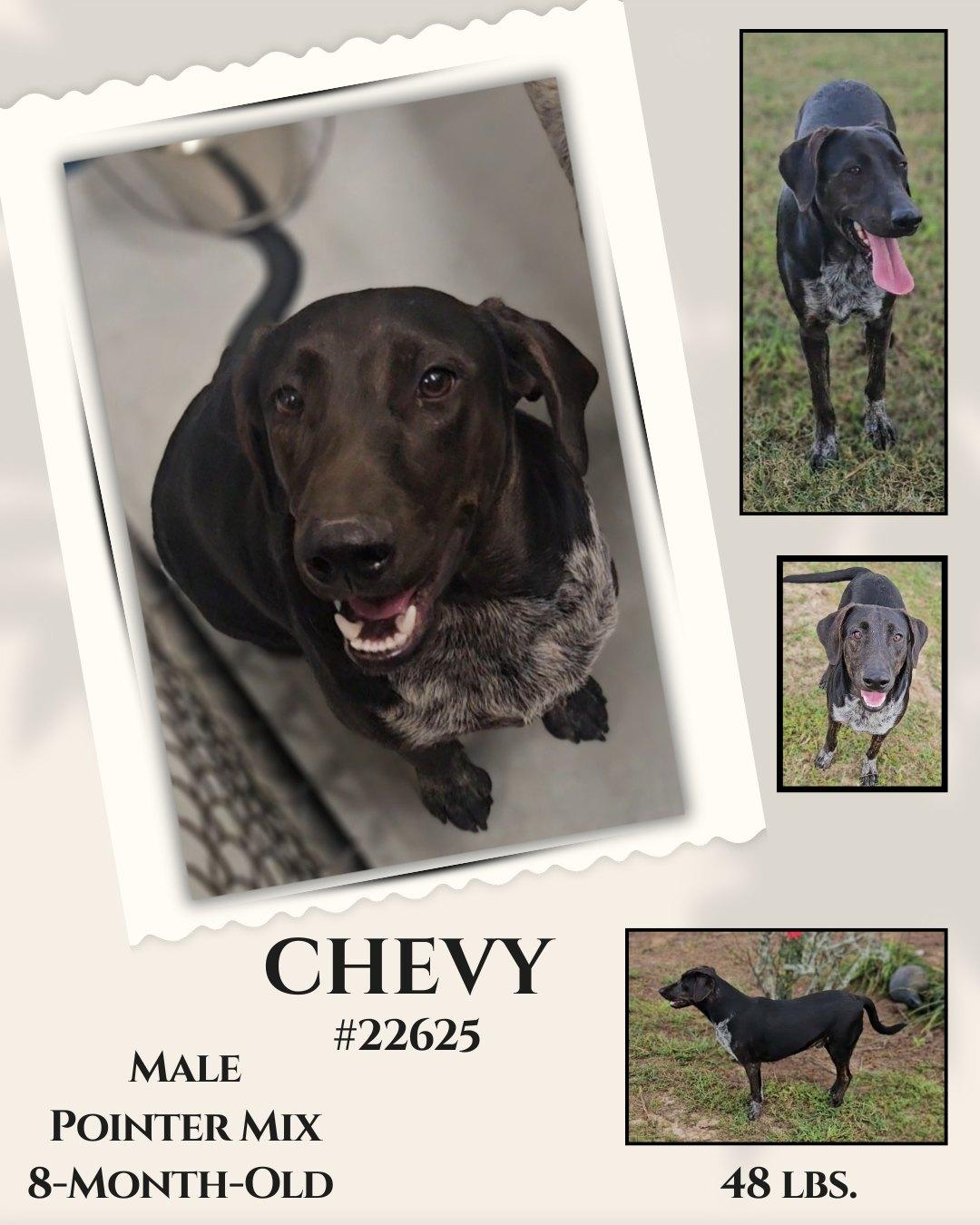 Chevy, Adoptable, Young Male Mixed Breed.