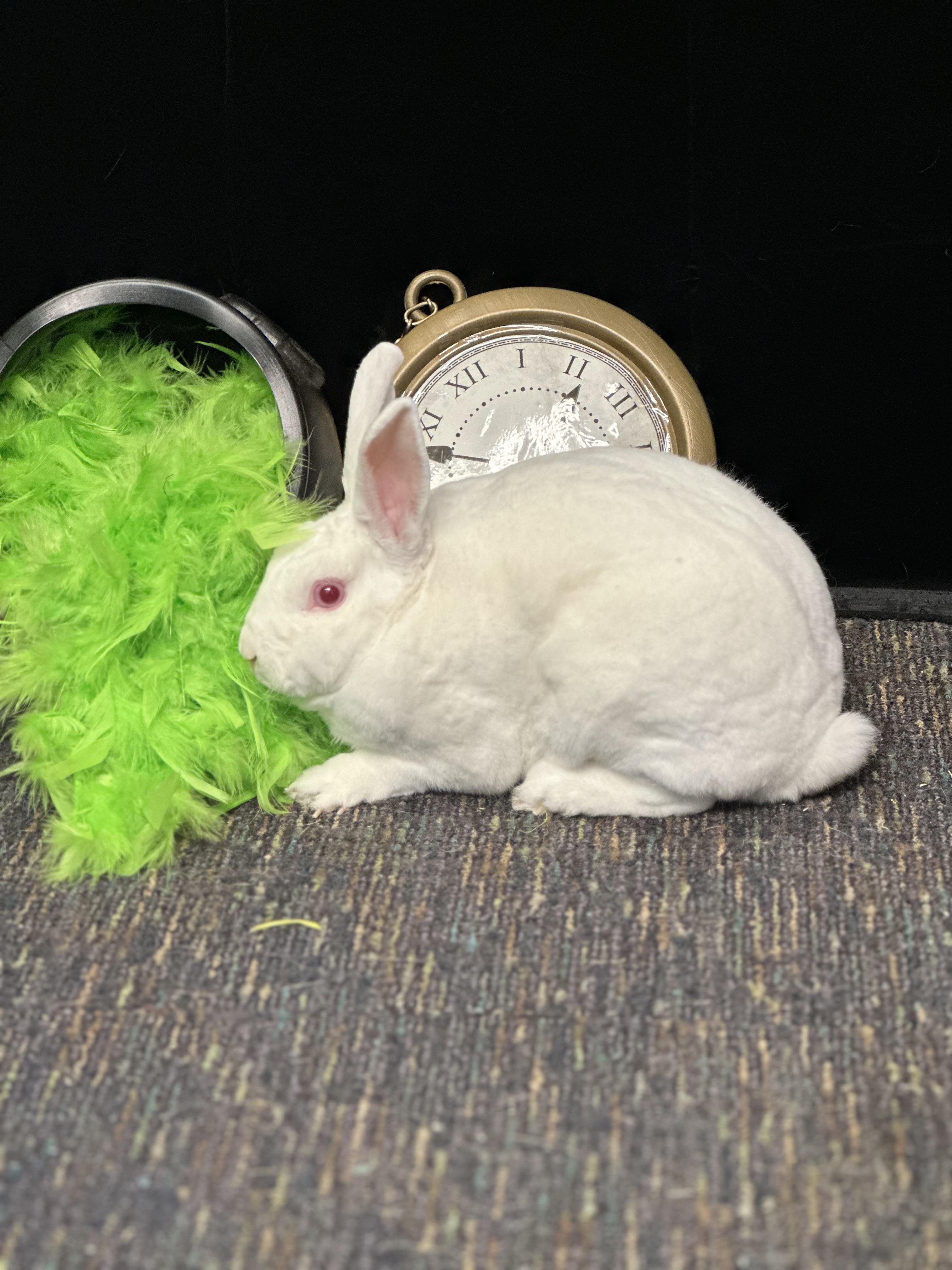 Enlarge Spinderella, a Adoptable Rex in Westerville, OH image 1/2