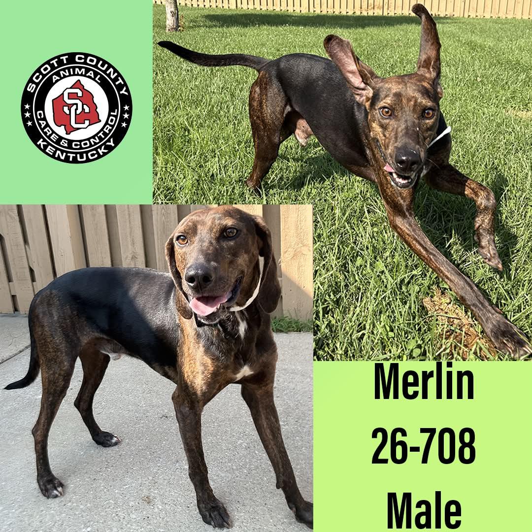 Merlin, Adoptable, Adult Male Plott Hound.