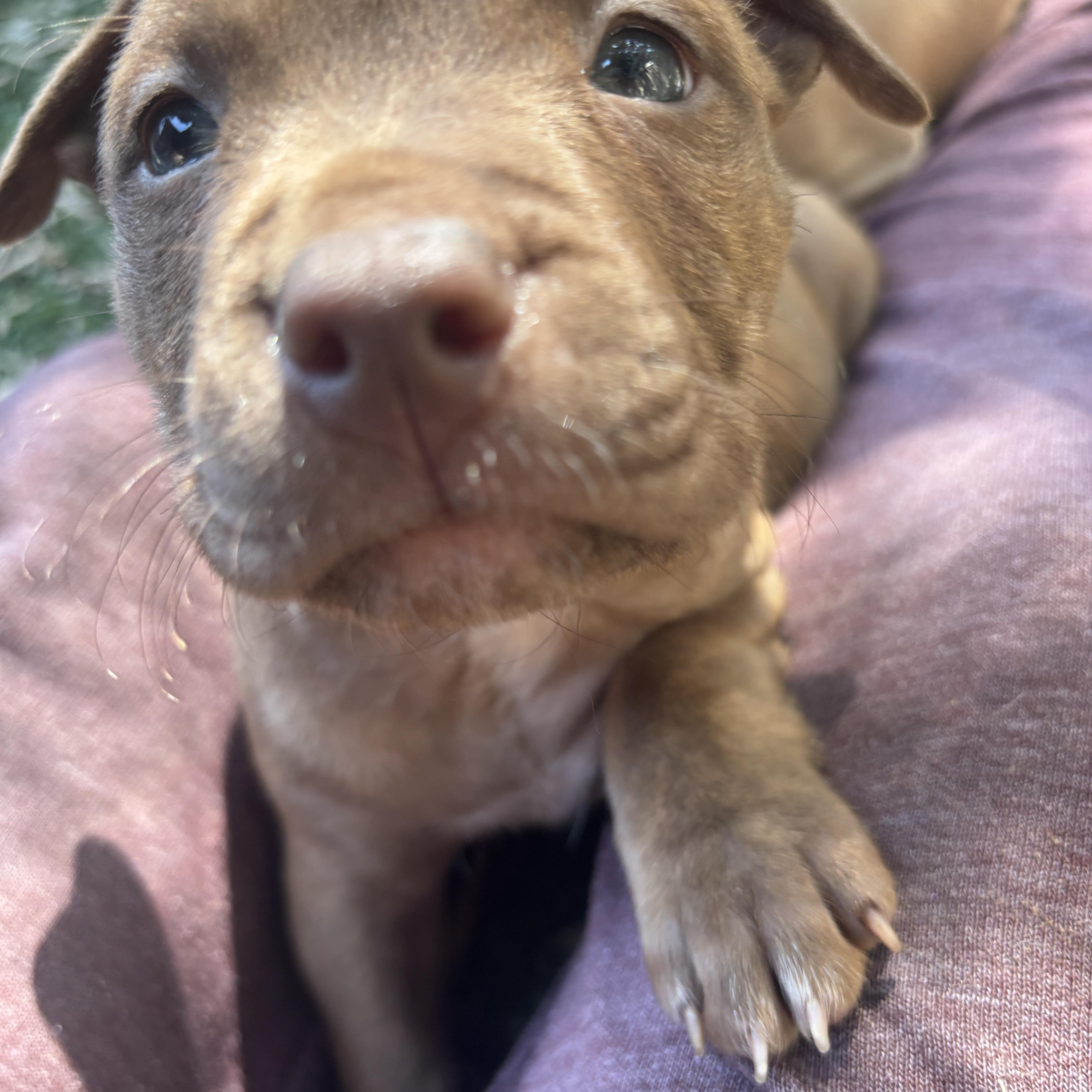 Ginger Spice is a 6 week old female Pit Bull mix who is ready for her forever person