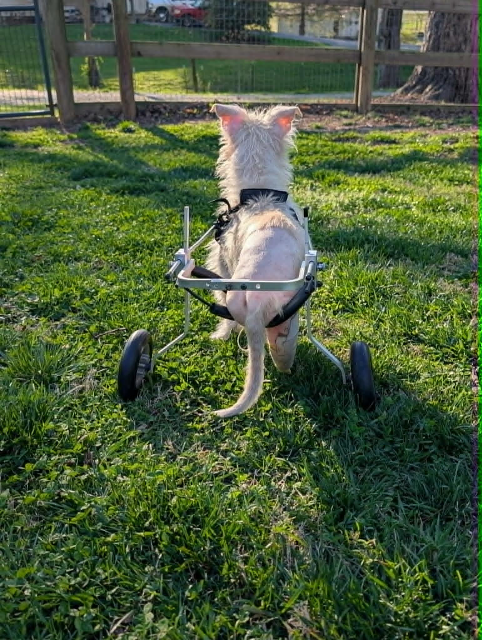 Mr. Green, Adoptable, Adult Male Maltese.