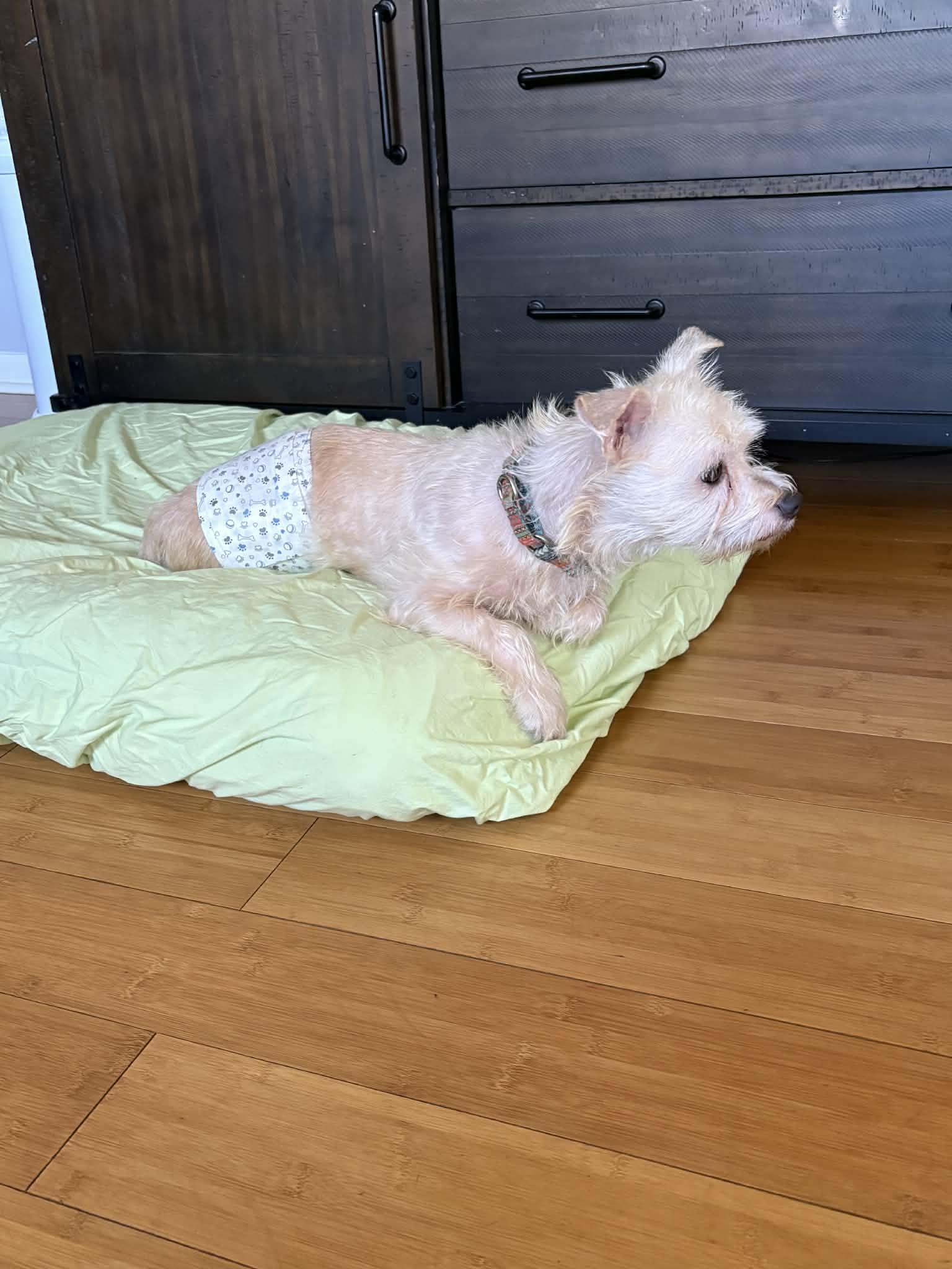 Mr. Green, Adoptable, Adult Male Maltese.