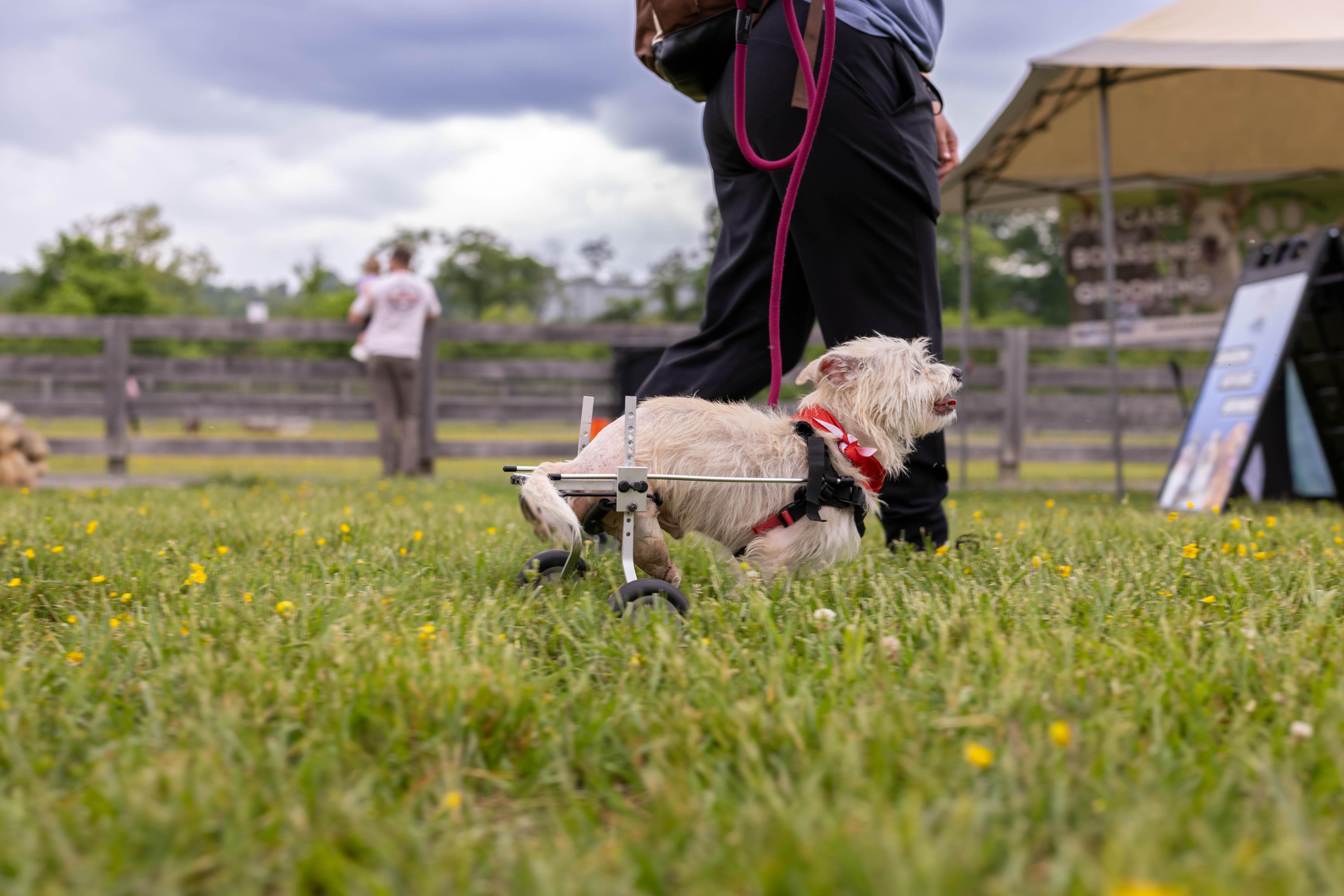 Enlarge Mr. Green, a Adoptable mixed breed in Knoxville, TN image 3/6