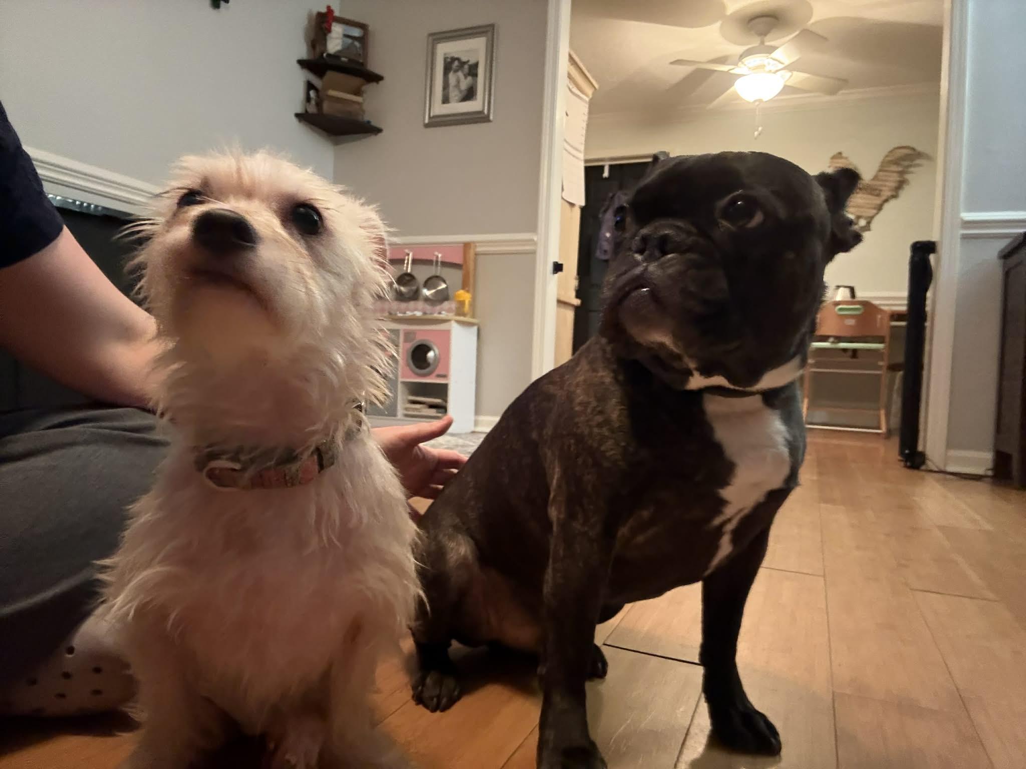 Enlarge Mr. Green, a Adoptable mixed breed in Knoxville, TN image 2/6