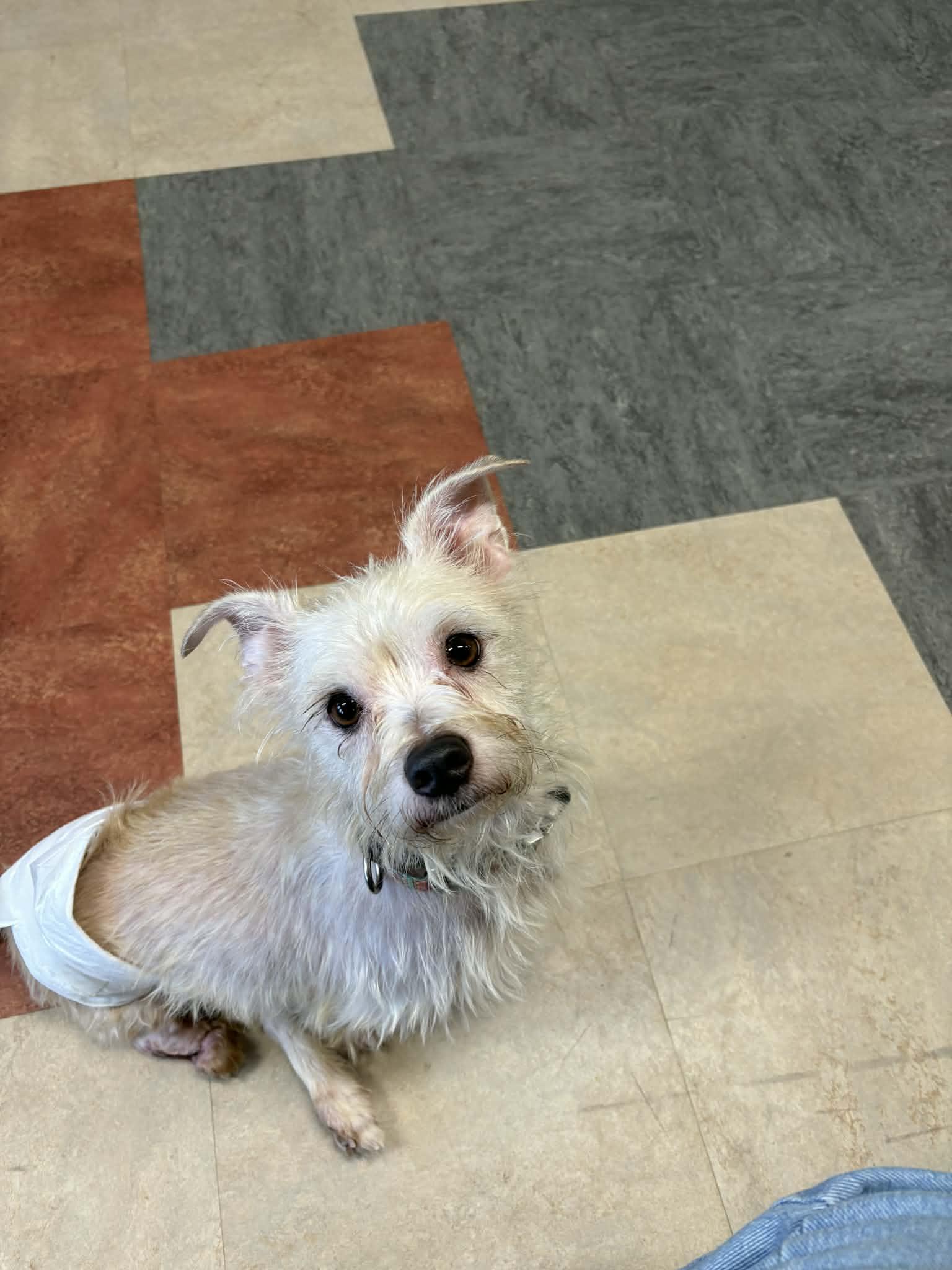 Enlarge Mr. Green, a Adoptable mixed breed in Knoxville, TN image 3/6