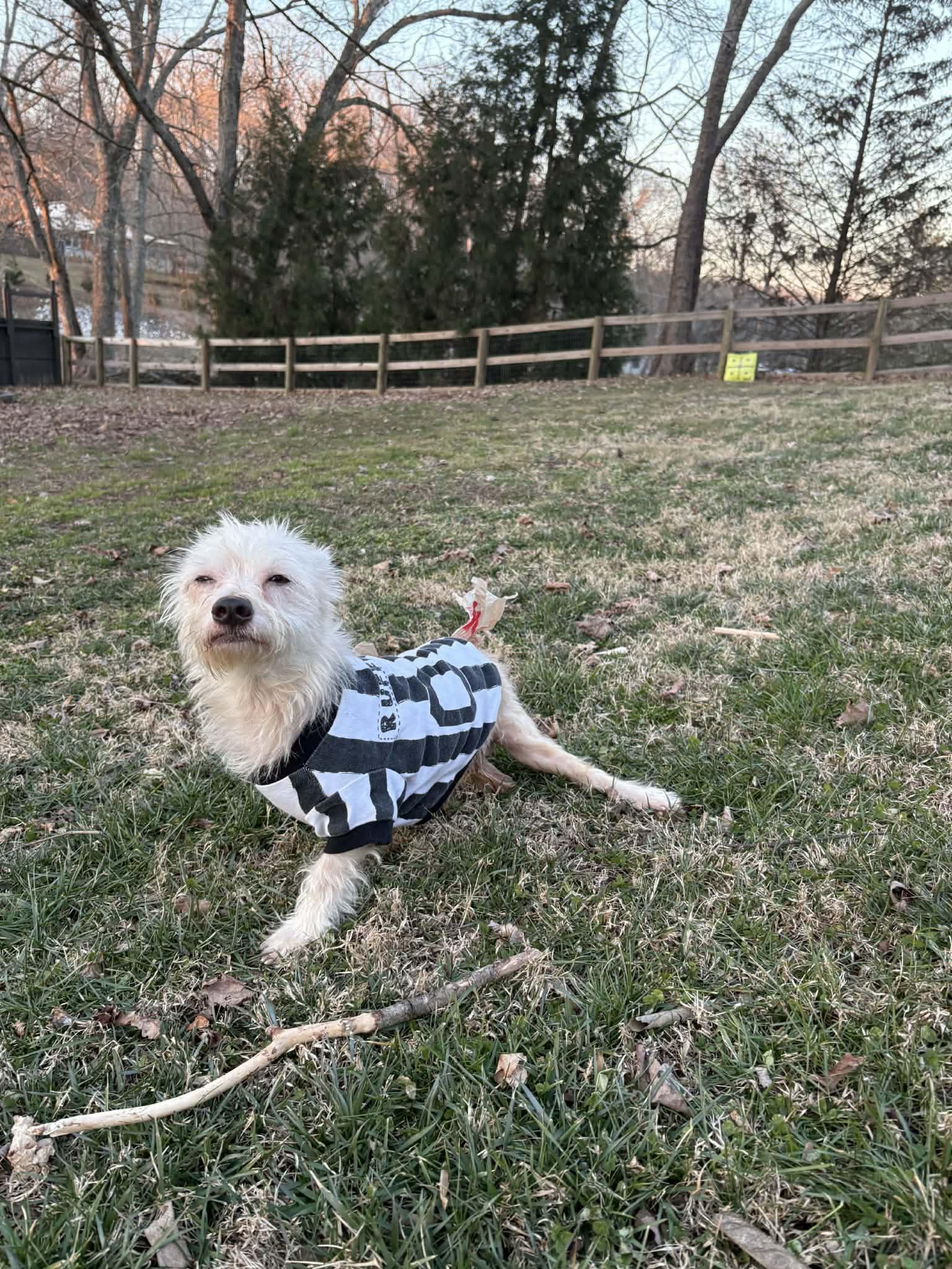 Enlarge Mr. Green, a Adoptable mixed breed in Knoxville, TN image 6/6