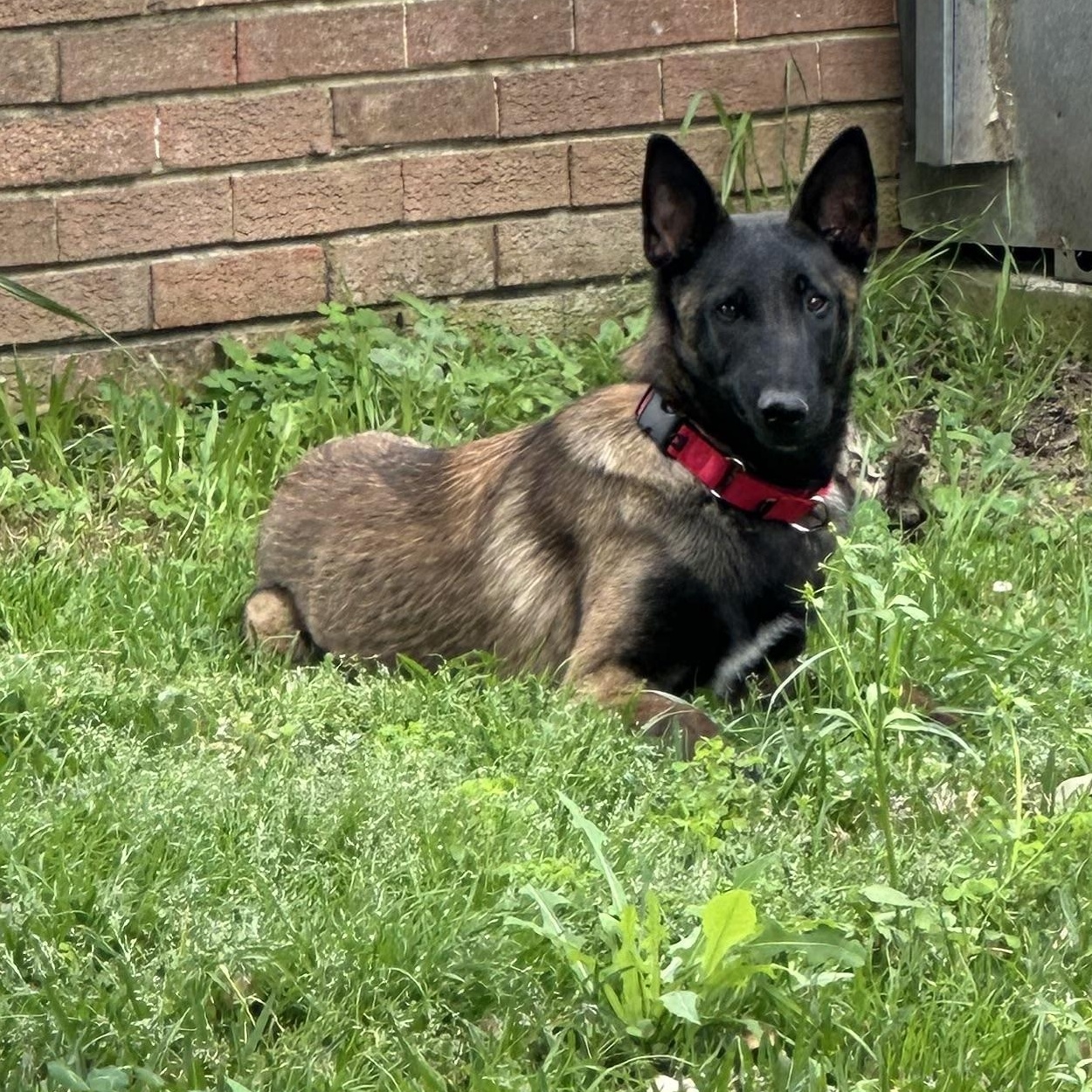 Enlarge Alysa, an adopted Belgian Shepherd / Malinois in Rome, GA image 2/2
