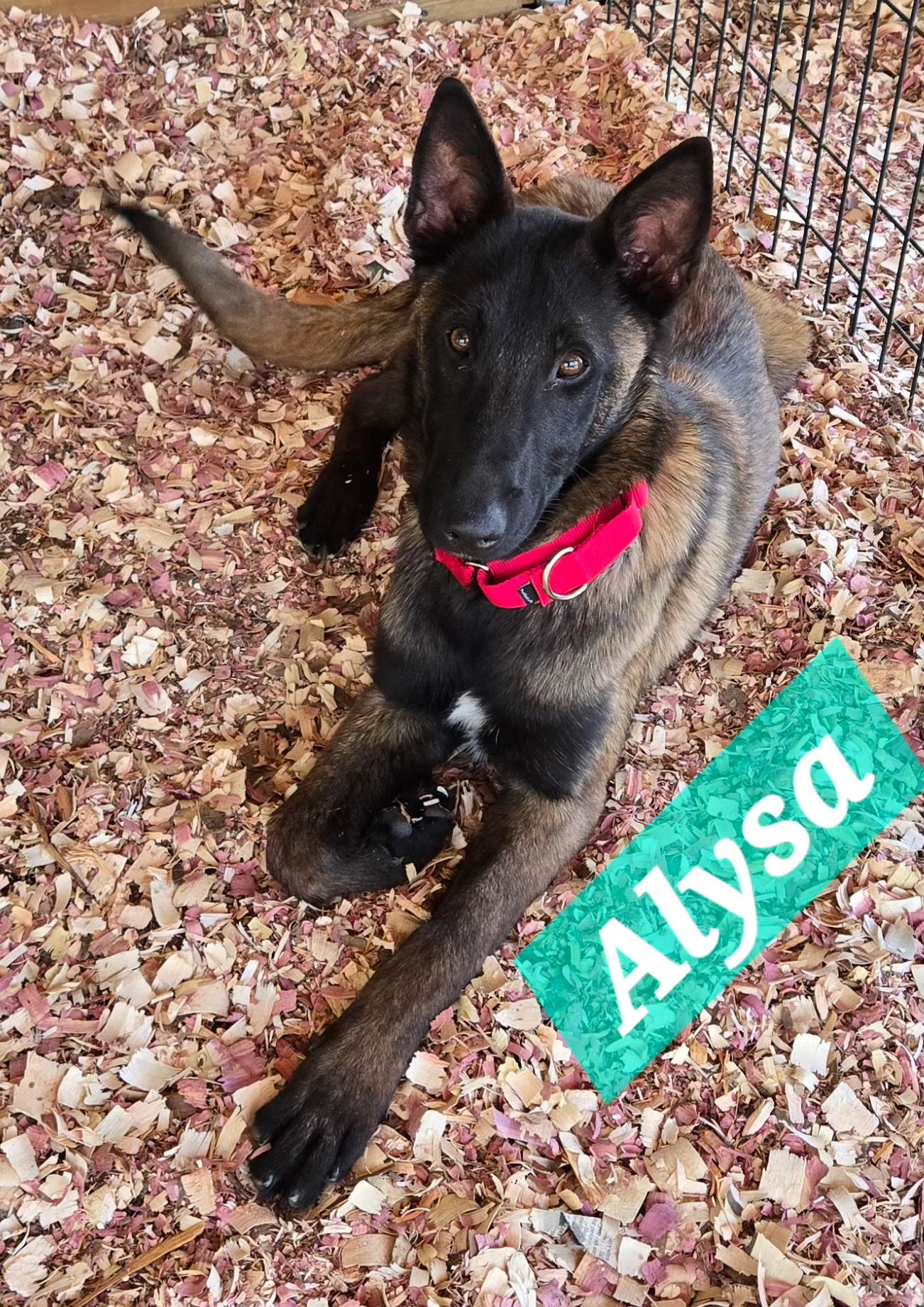 Enlarge Alysa, a ADOPTABLE Belgian Shepherd / Malinois in Rome, GA image 1/1