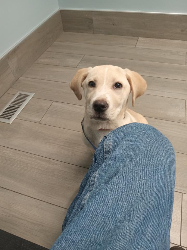 Waylon, adopted, Young Male Yellow Labrador Retriever.
