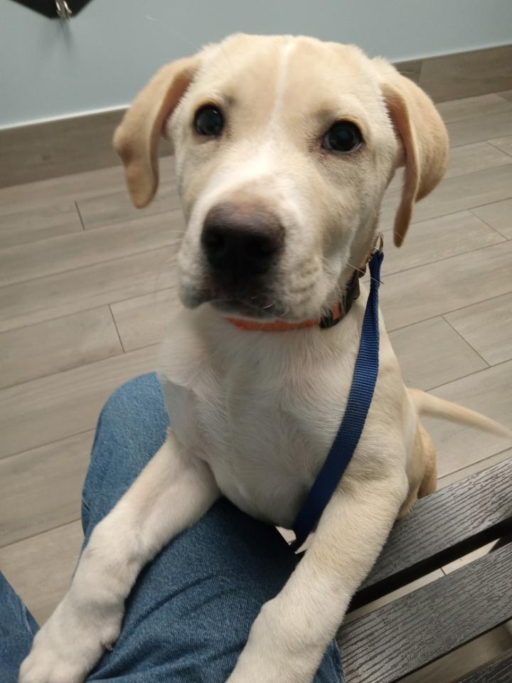 Waylon, an adopted mixed breed in Grant, AL image 2/4