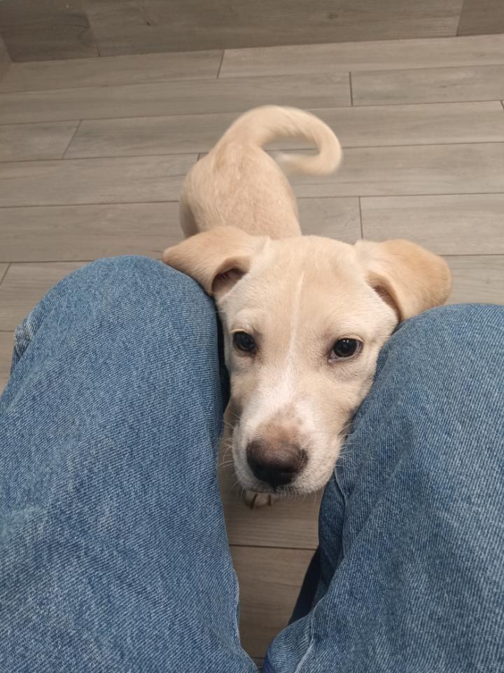 Waylon, an adopted mixed breed in Grant, AL image 3/4