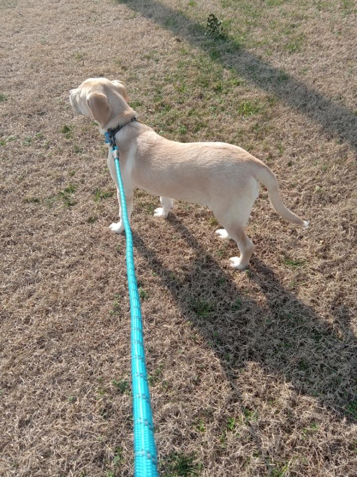 Waylon, an adopted mixed breed in Grant, AL image 4/4