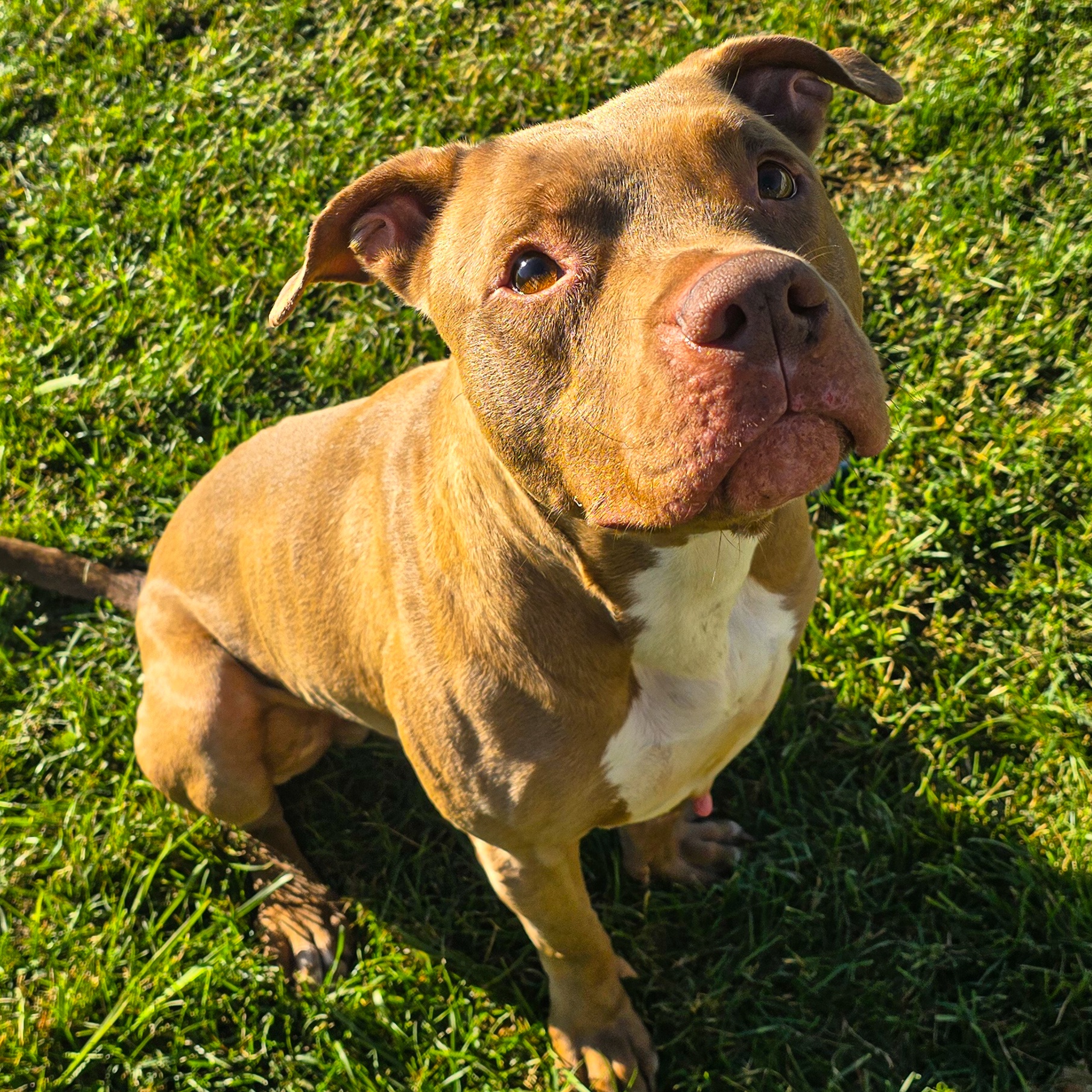 Dog for adoption Oakley, a Pit Bull Terrier Mix in Benton Harbor, MI