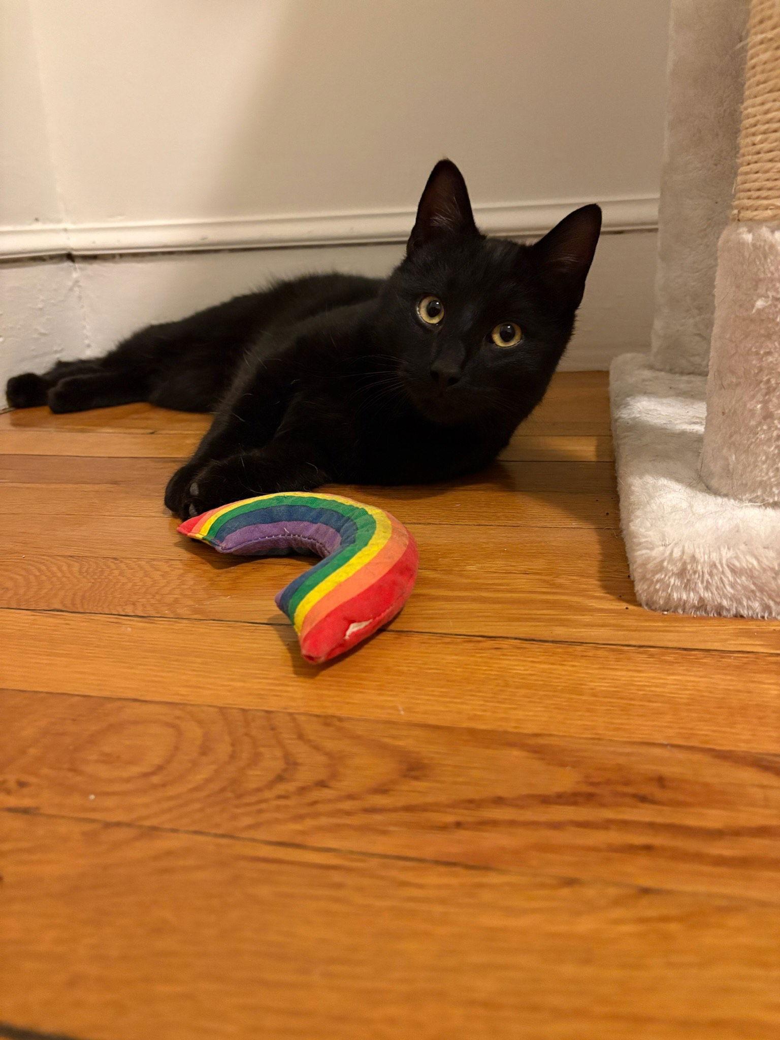 Sparrow, a Adoptable Domestic Short Hair in Somerville, MA image 1/3