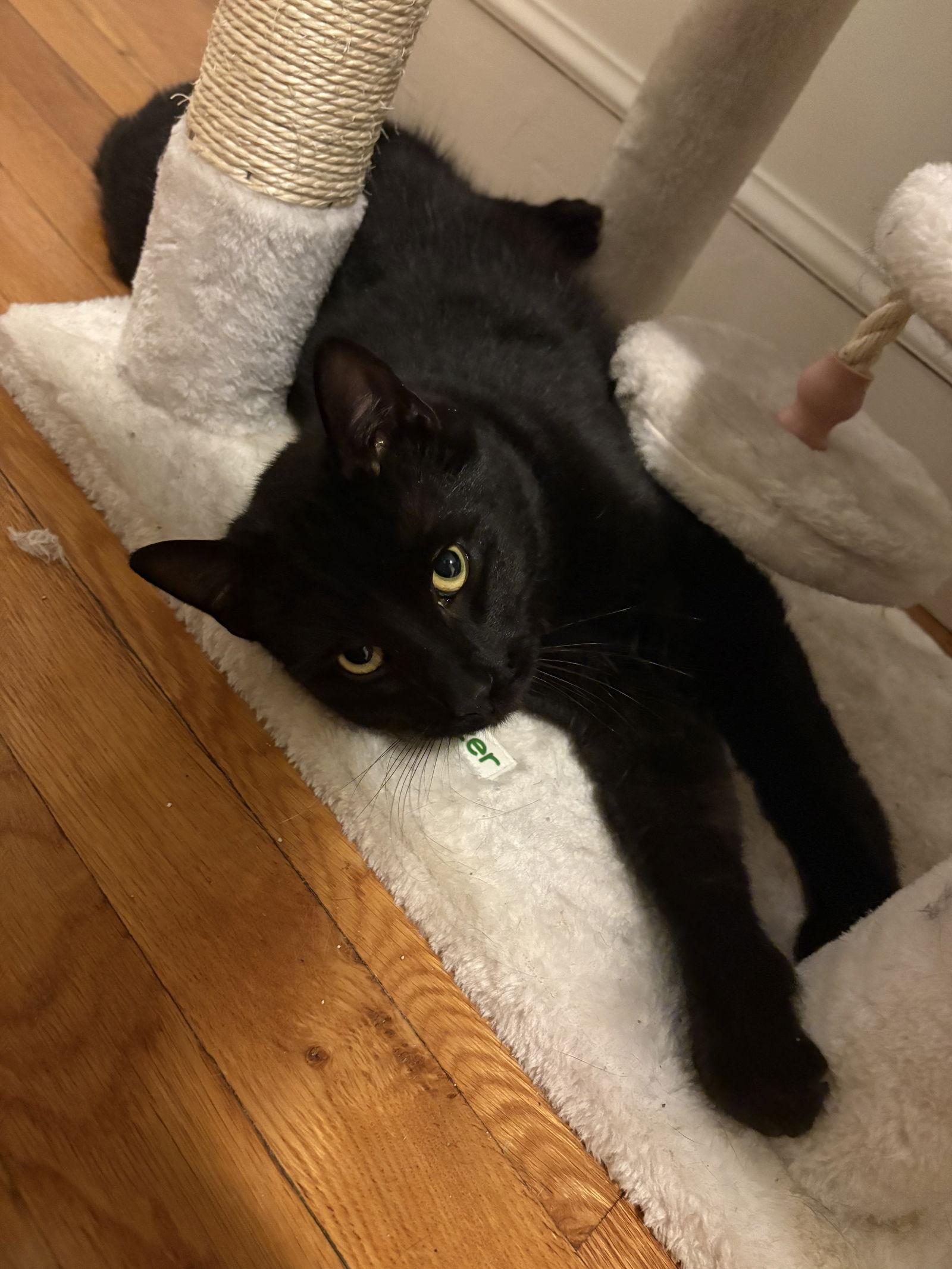 Sparrow, a Adoptable Domestic Short Hair in Somerville, MA image 2/3