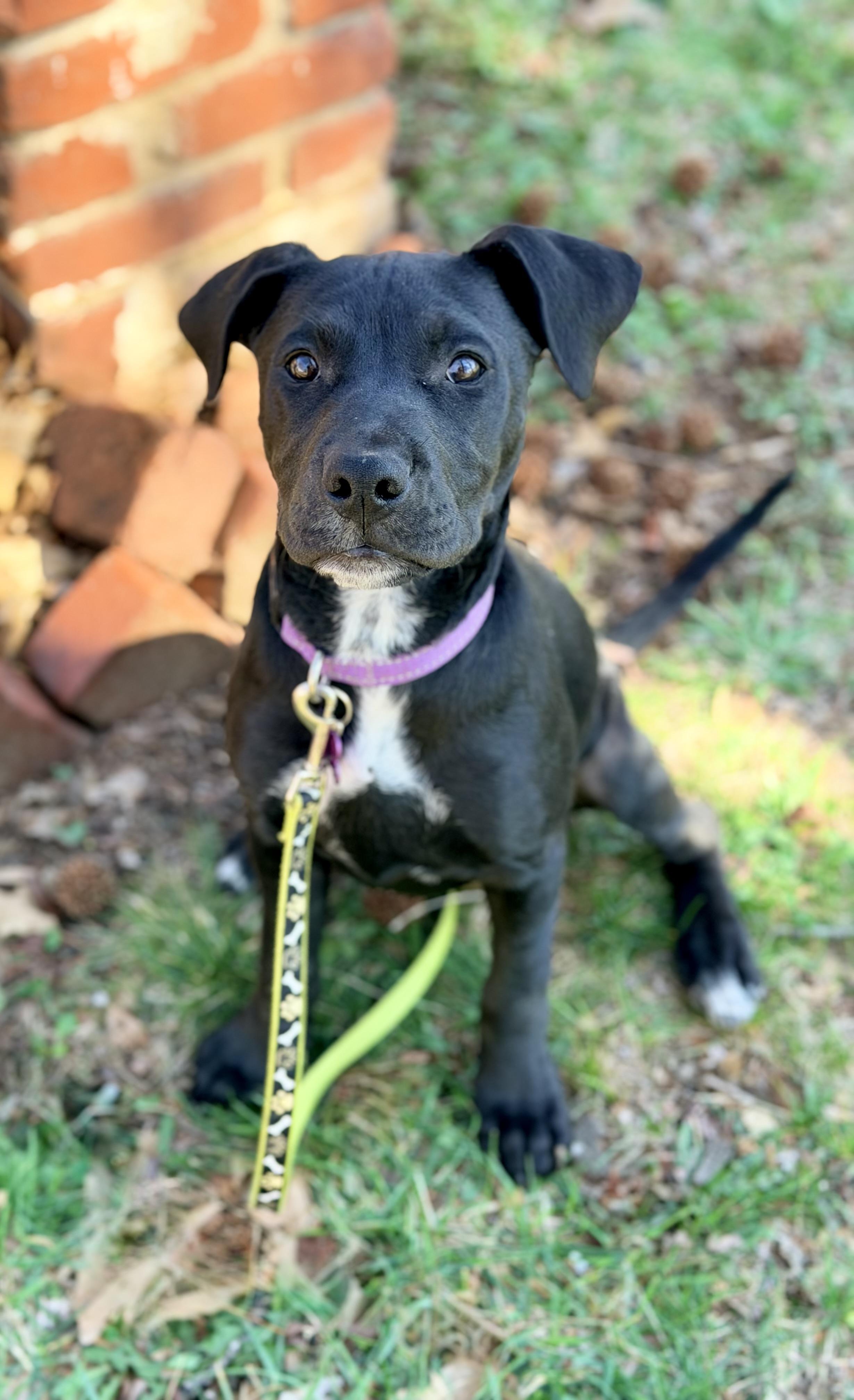 Skipper — thumbnail 2